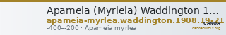 Apameia (Myrleia) Waddington 1908 19-21 — CANOA
