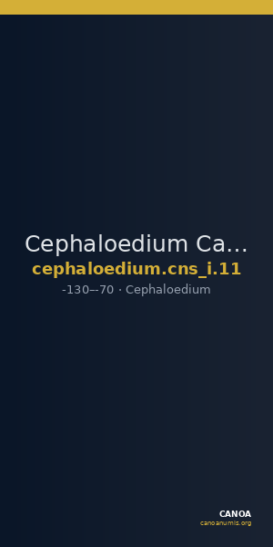 Cephaloedium Calciati 1983 11 — CANOA