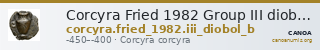 Corcyra Fried 1982 Group III diobol B — CANOA