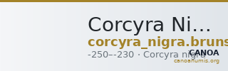 Corcyra Nigra Brunšmid 1899 1 — CANOA