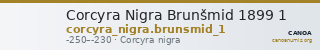 Corcyra Nigra Brunšmid 1899 1 — CANOA