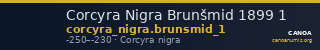 Corcyra Nigra Brunšmid 1899 1 — CANOA