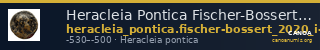 Heracleia Pontica Fischer-Bossert 2020 I-II — CANOA