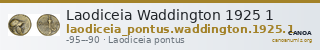 Laodiceia Waddington 1925 1 — CANOA