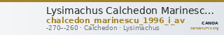 Lysimachus Calchedon Marinescu 1996 Group I gold — CANOA
