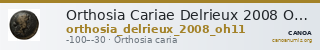 Orthosia Cariae Delrieux 2008 OH11 — CANOA
