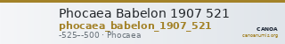Phocaea Babelon 1907 521 — CANOA