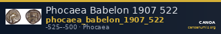 Phocaea Babelon 1907 522 — CANOA