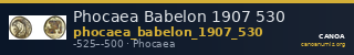 Phocaea Babelon 1907 530 — CANOA