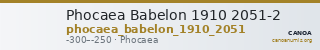 Phocaea Babelon 1910 2051-2 — CANOA