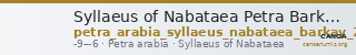 Syllaeus of Nabataea Petra Barkay 2019 76 — CANOA