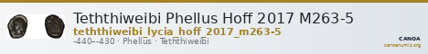 Teththiweibi Phellus Hoff 2017 M263-5 — CANOA