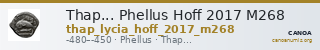 Thap... Phellus Hoff 2017 M268 — CANOA