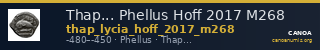 Thap... Phellus Hoff 2017 M268 — CANOA
