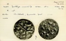 Durotriges rev