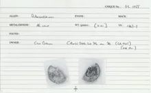 Trinovantes rev
