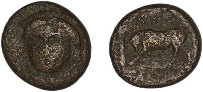 Phygela Regling 1922 Group IV, реверс, bm