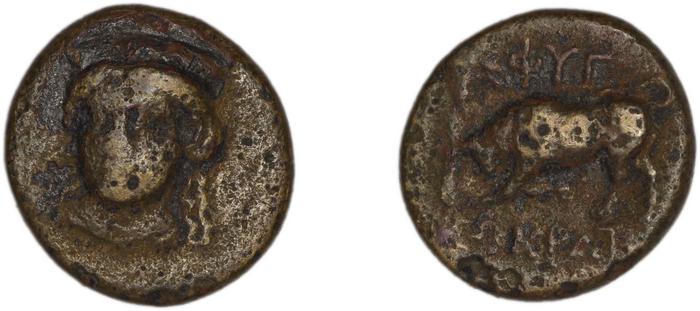 Phygela Regling 1922 Group IV, реверс, bm