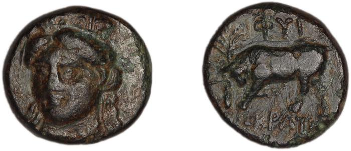 Phygela Regling 1922 Group IV, реверс, bm