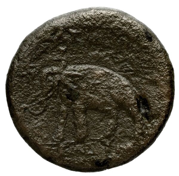 реверс Seleucid Coins (part 1) 800