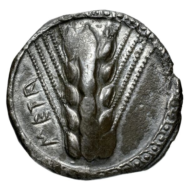 Metapontum Historia Numorum Italy 1482-3, аверс, bnf-iris