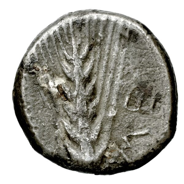 Metapontum Historia Numorum Italy 1515-22, реверс, bnf-iris