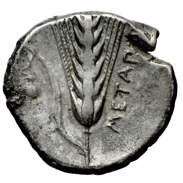 Metapontum Historia Numorum Italy 1515-22, реверс, bnf-iris