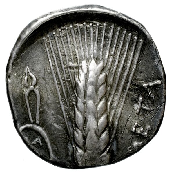 Metapontum Historia Numorum Italy 1580-3, реверс, bnf-iris