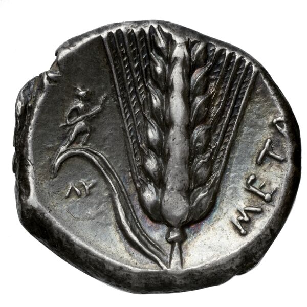 Metapontum Historia Numorum Italy 1585-93, реверс, bnf-iris