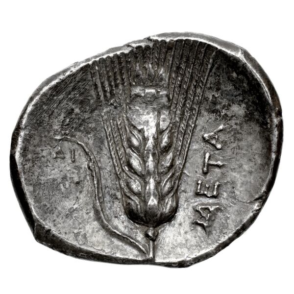 Metapontum Historia Numorum Italy 1585-93, реверс, bnf-iris