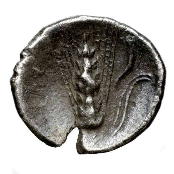 Metapontum Historia Numorum Italy 1596, реверс, bnf-iris