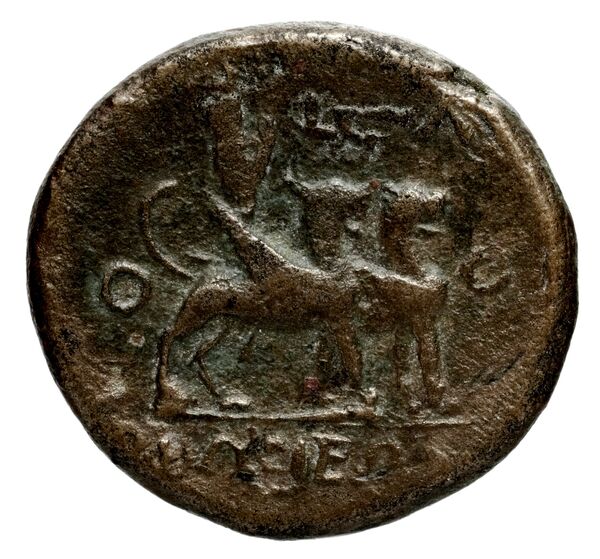 Orthosia BMC Orthosia 1, реверс, bnf-iris