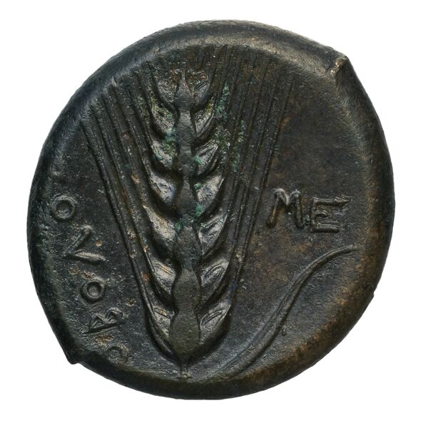 reverse Metapontum Historia Numorum Italy 1639