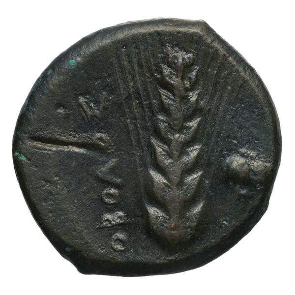reverse Metapontum Historia Numorum Italy 1640