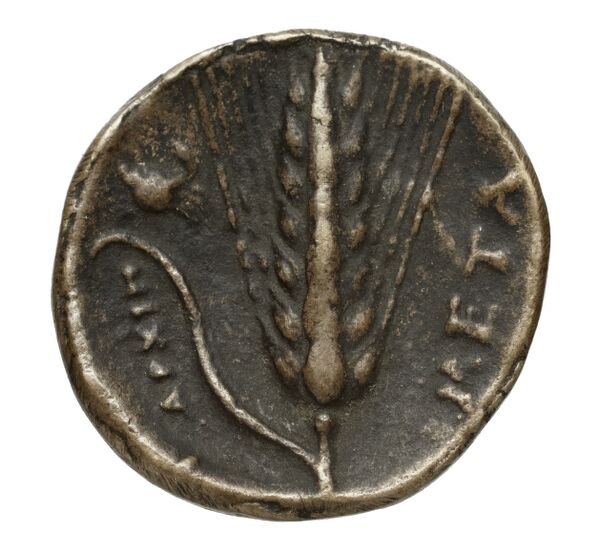 reverse Metapontum Historia Numorum Italy 1564