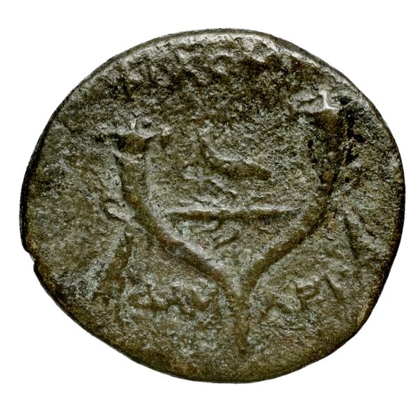 Philomelium BMC Philomelium 3-6, реверс, bnf-iris