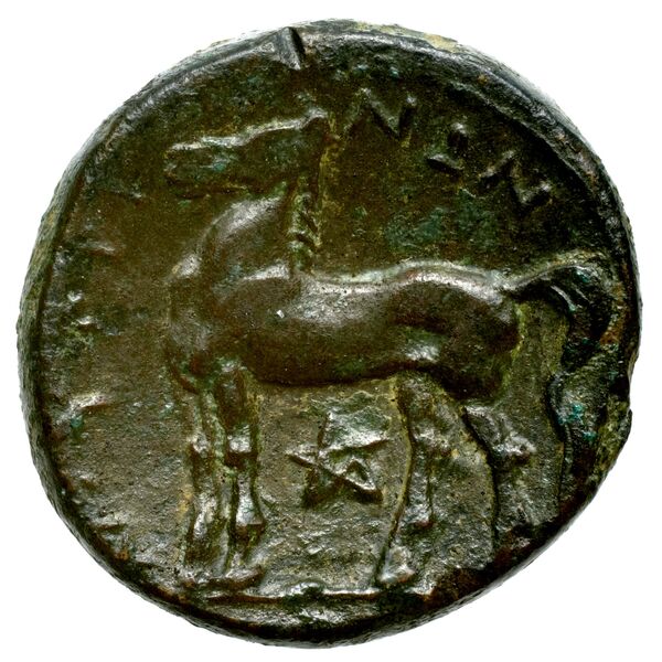 Nuceria Historia Numorum Italy 2438-46, реверс, bnf-iris