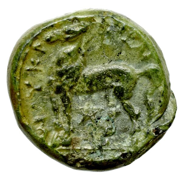 Nuceria Historia Numorum Italy 2438-46, реверс, bnf-iris