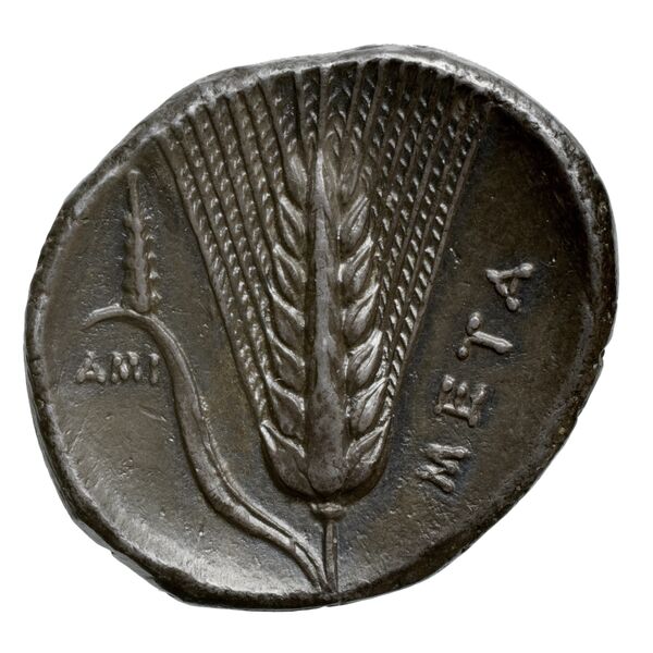 Metapontum Historia Numorum Italy 1575-7, реверс, bnf-iris
