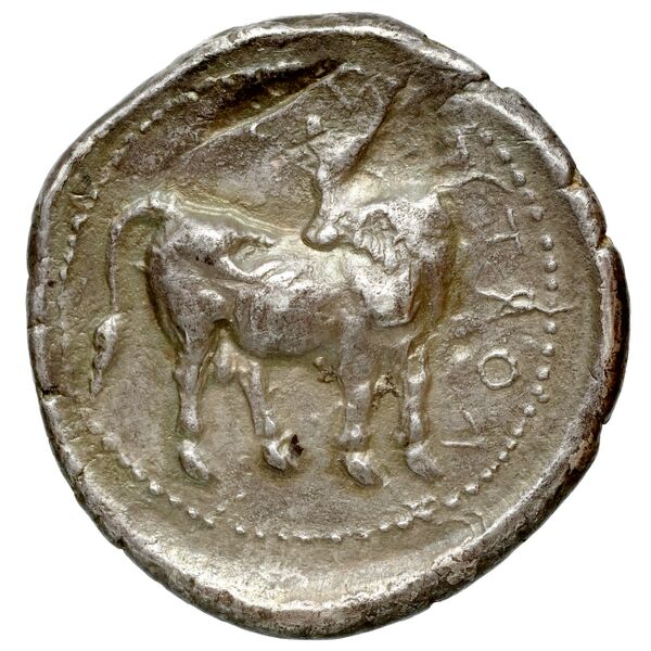 Gortyn Carbone 2016 59-103, 113-117, реверс, bnf-iris