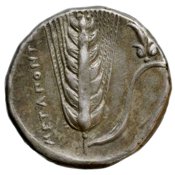 Metapontum Historia Numorum Italy 1535-51, реверс, bnf-iris