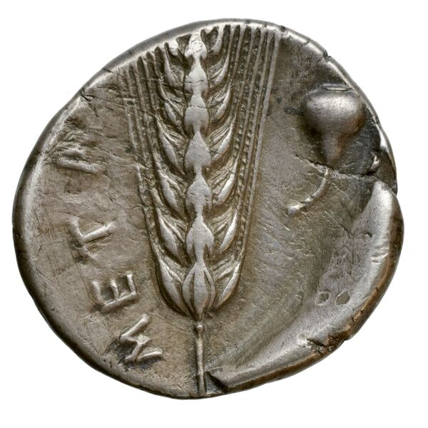 Metapontum Historia Numorum Italy 1535-51, реверс, bnf-iris