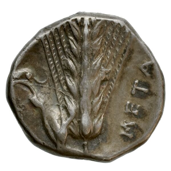 Metapontum Historia Numorum Italy 1568-72, реверс, bnf-iris