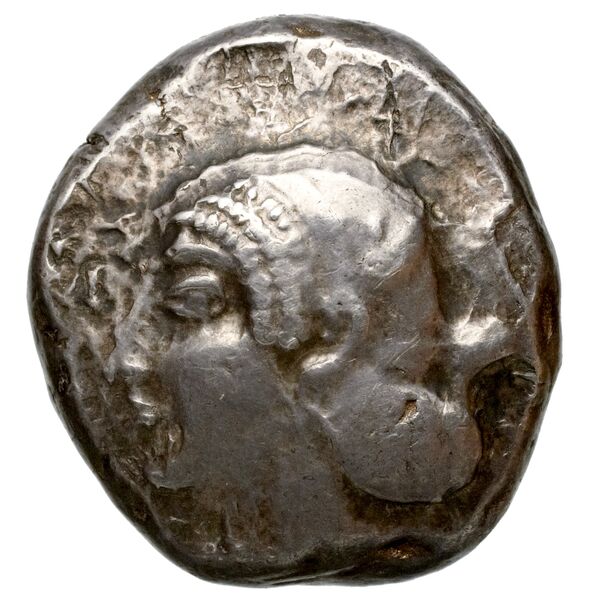 Sppntaza Phellus Hoff 2017 M250-1, obverse, bnf-iris