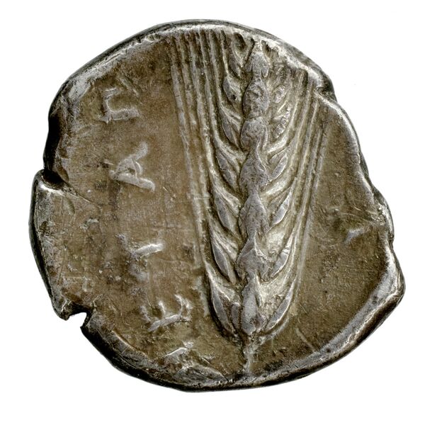 Metapontum Historia Numorum Italy 1535-51, реверс, bnf-iris