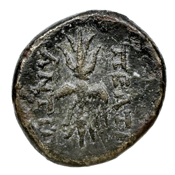Peltae BMC Peltae 4-6, реверс, bnf-iris