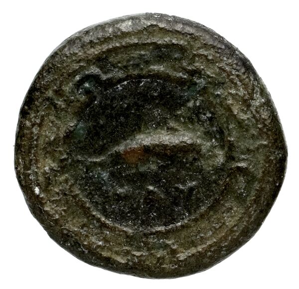 Nuceria Historia Numorum Italy 2438-46, реверс, bnf-iris