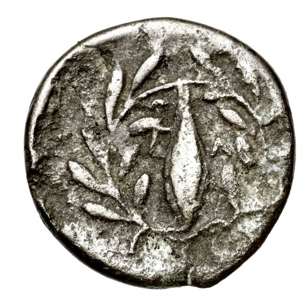 Elaea BMC Elaea 6, реверс, bnf-iris
