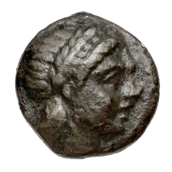obverse Phacium Rogers 1932 444-445