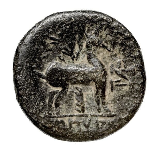 Halicarnassus BMC Halicarnassus 5-6, реверс, bnf-iris